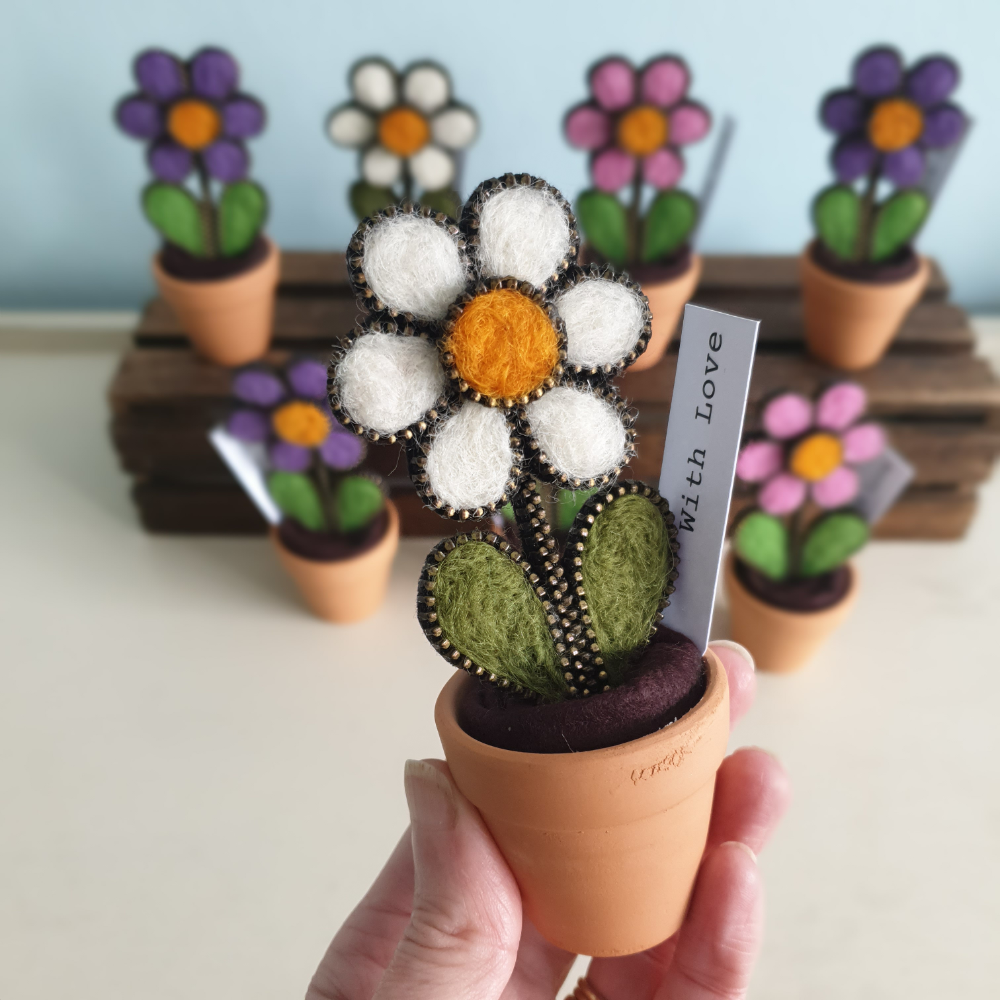 white daisy